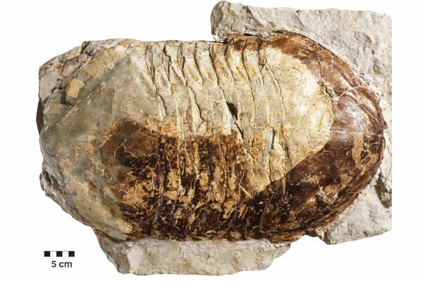 The largest known complete trilobite of the species Isotelus rex which measures nearly 2 1/2 feet long.